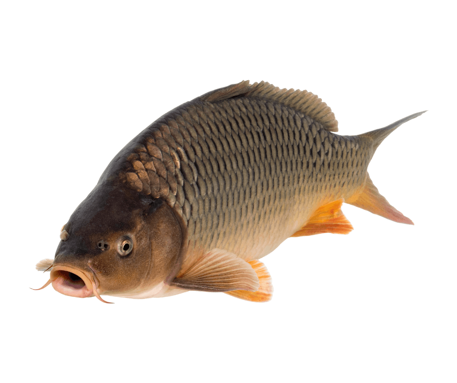 Fish farming